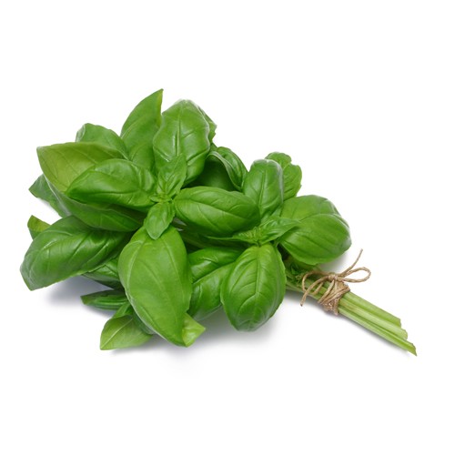 Organic Basil-Pot-1 Kg