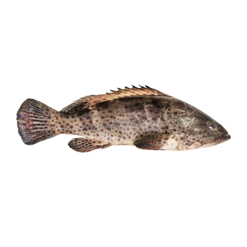 Organic Fish Hammour- 1 Kg